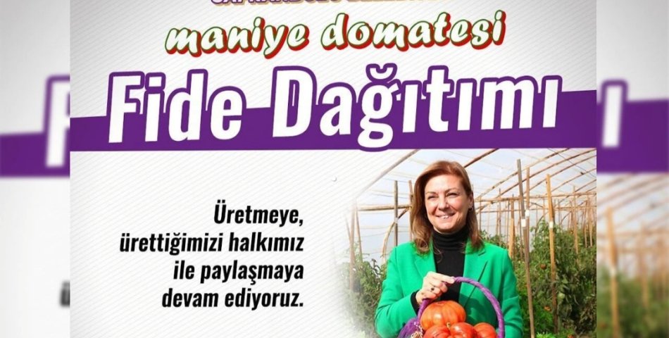 SAFRANBOLU BELEDİYESİ'NDEN ÜCRETSİZ MANİYE DOMATESİ FİDESİ DAĞITIMI
