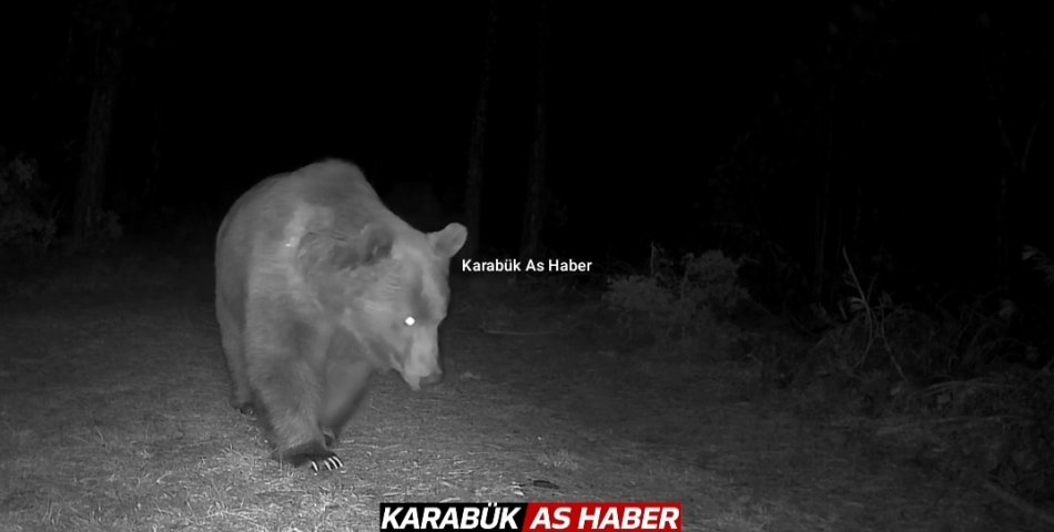 BOZ AYILAR FOTOKAPANLA GÖRÜNTÜLENDİ