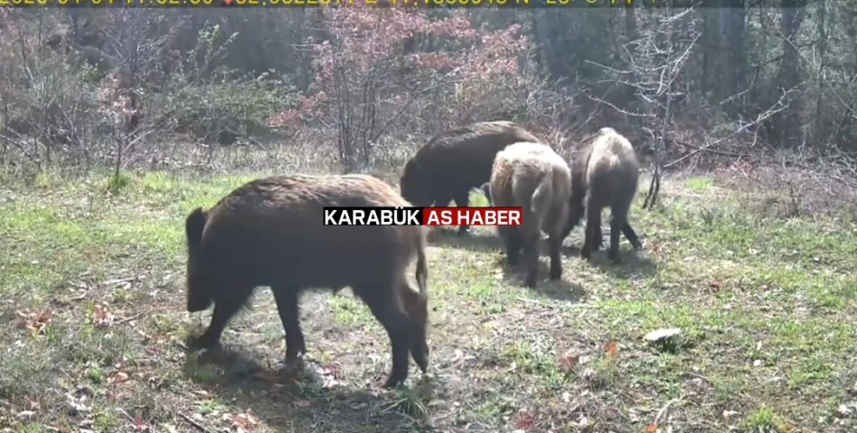 OVACIK'TA YABAN HAYAT FOTOKAPANLA GÖRÜNTÜLENDİ