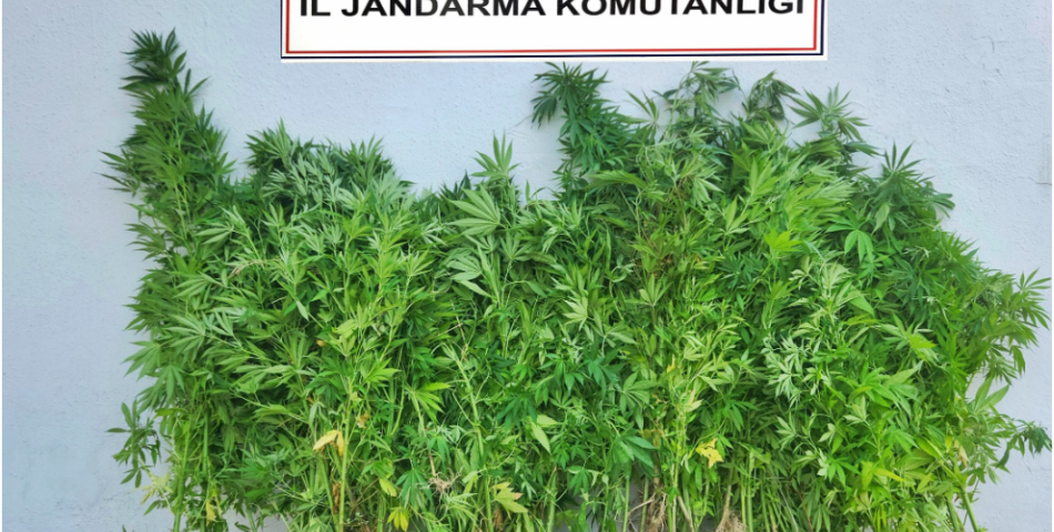 JANDARMADAN UYUŞTURUCU OPERASYONU: 6 ŞÜPHELİ YAKALANDI