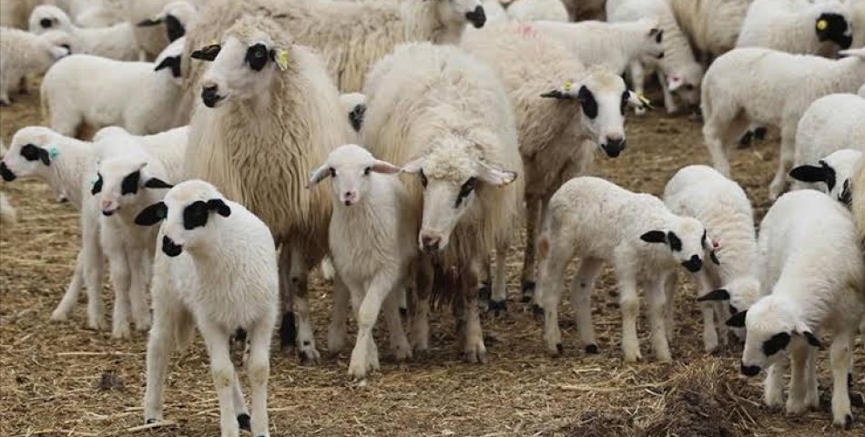 KÜÇÜKBAŞ HAYVANA DESTEK PROJESİ